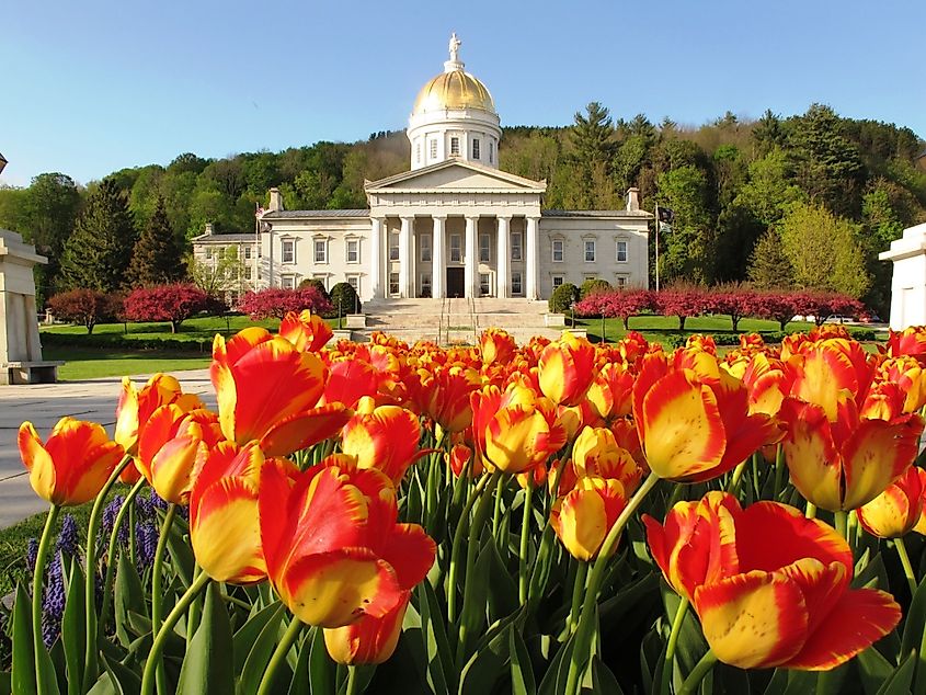 Vermont State House with tulips blooming.