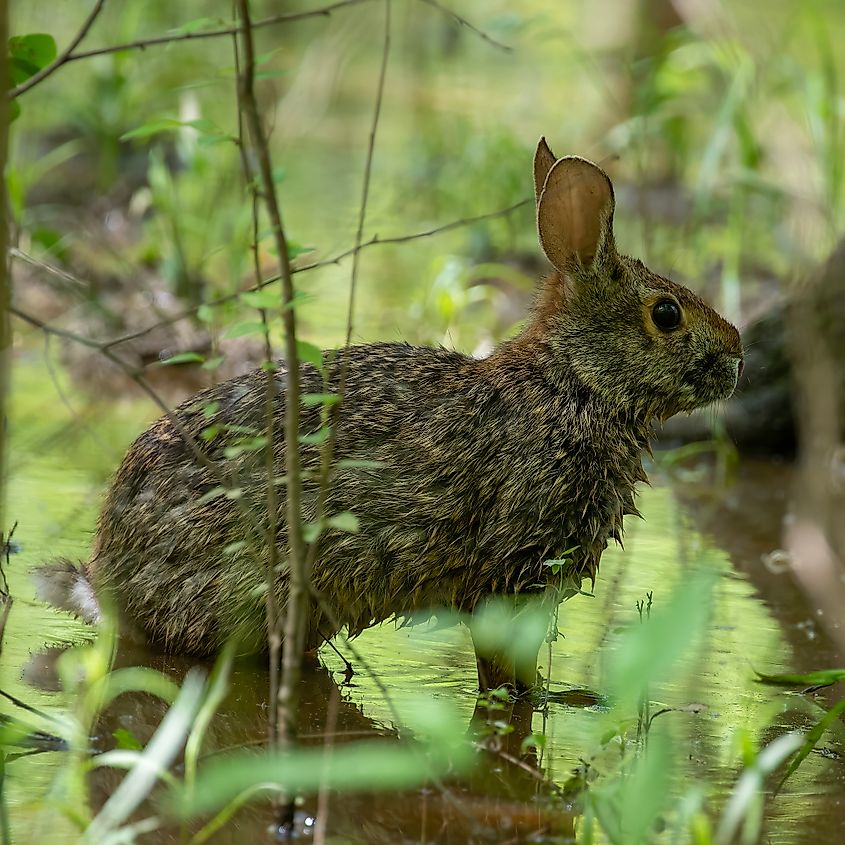 Swamp Rabbit (Sylvilagus aquaticus) in the United States.