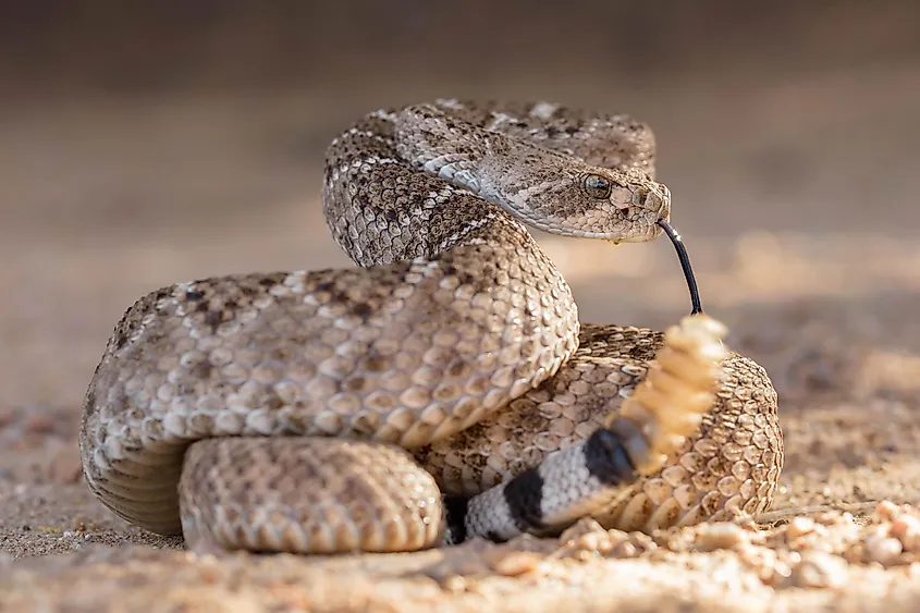 A western diamondback rattlesnake shakes its distinctive black-and-white-banded tail with a yellow tip.
