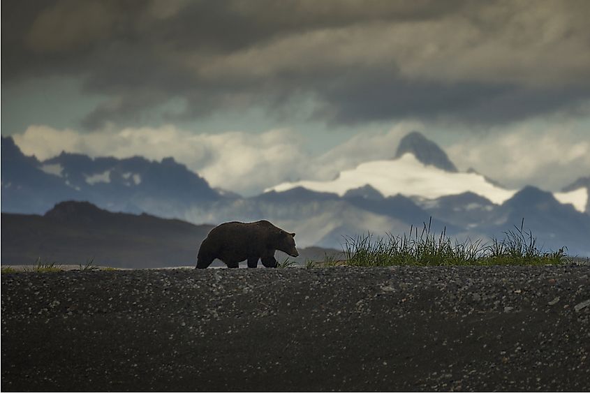 An Alaskan coastal brown bear standing in a grassy tidal flat.