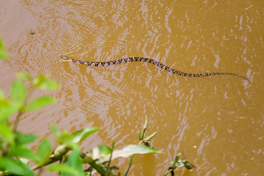 Northern water snake in the water.