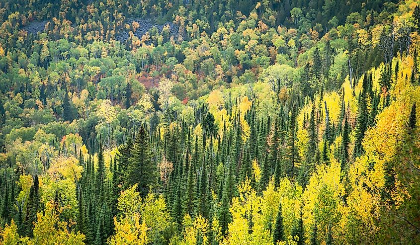 Fall foliage in Superior National Forest near Grand Marais, Minnesota