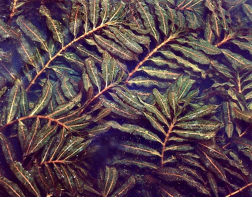 Close-up of curly leaf pondweed. Via Wikimedia Commons, Christian Fischer, CC BY-SA 3.0