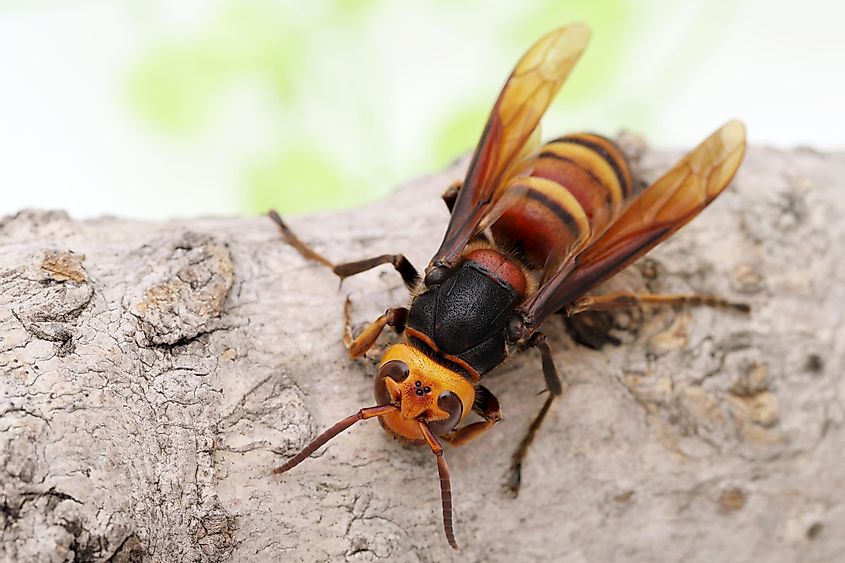 Close up of giant hornet on a tree surface.