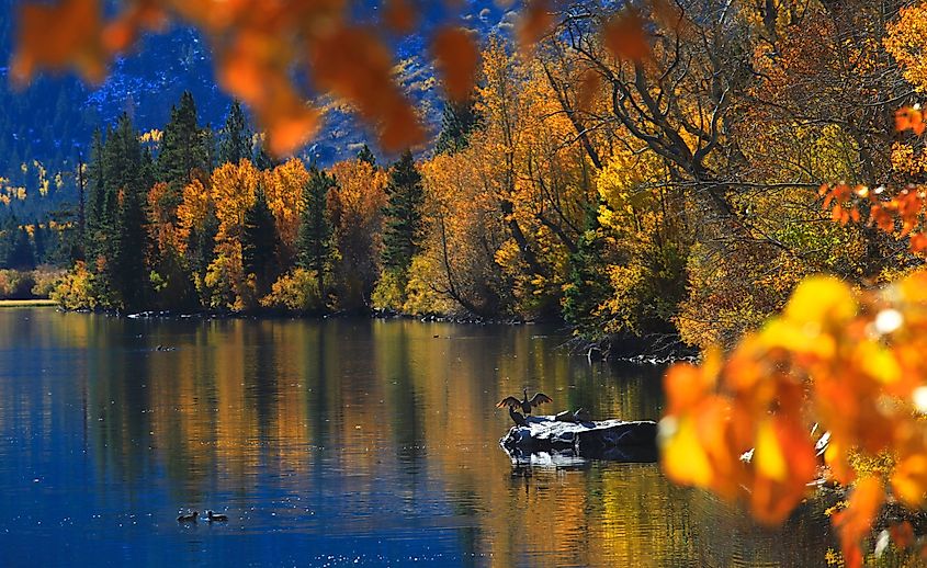 A scenic shot of trees reflecting on the water of June Lake Loop in California