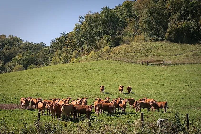 Cows grazing on ski hill in Viroqua Wisconsin, in the driftless region