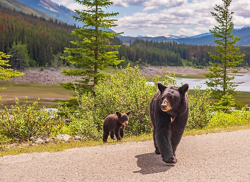 jasper national park