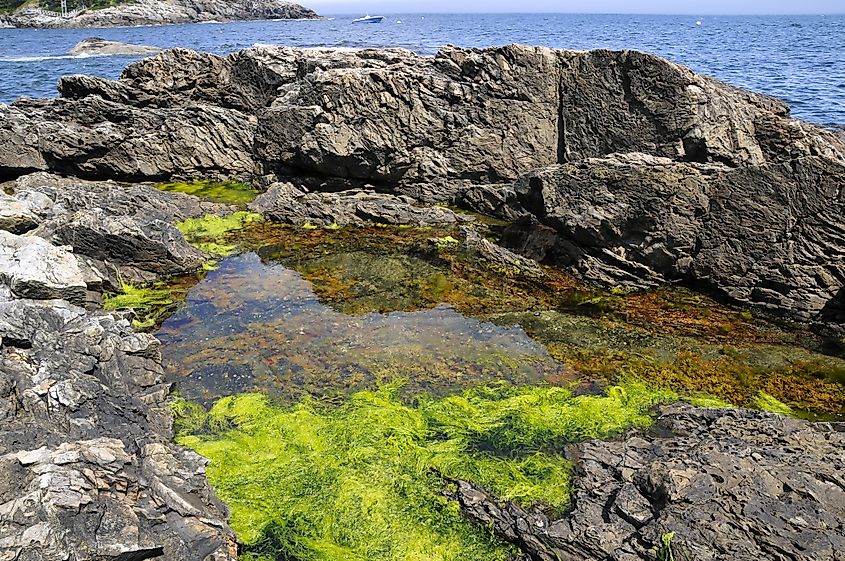 Tide Pool, Acadia National Park, Maine.