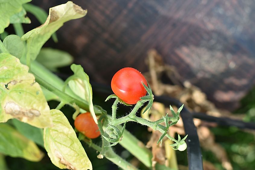 Grove City, Ohio, Tomatoes