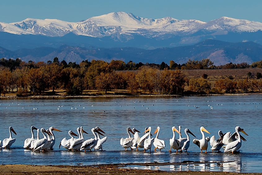 American white pelicans at Cherry Creek Reservoir