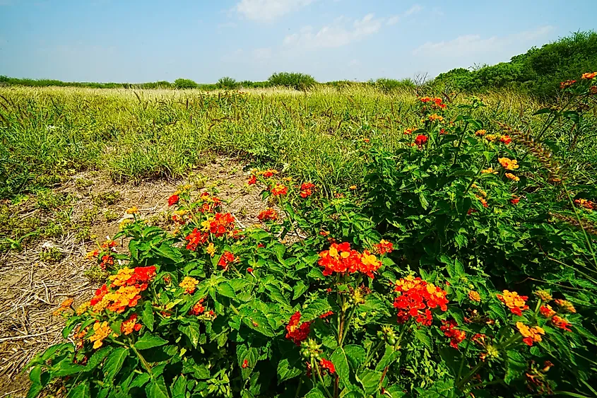 Choke Canyon State Park, Texas. Credit: David Radzieta / Shutterstock