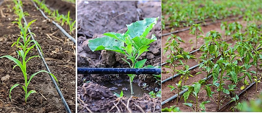 Crops grown using water-sparing drip irrigation systems