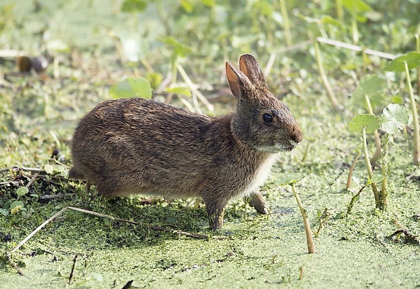 Marsh Rabbit feeds in Florida wetlands