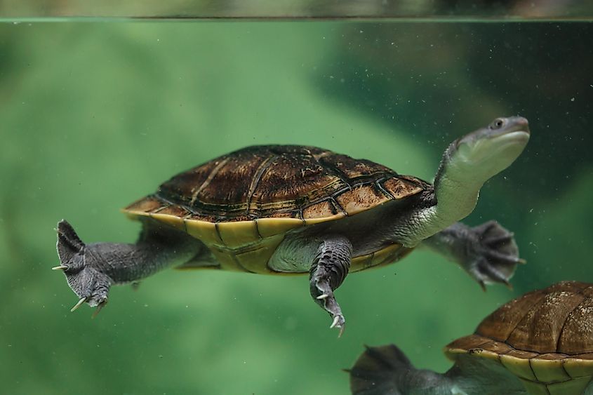 Roti Island snake-necked turtle (Chelodina mccordi), also known as McCord's snakeneck turtle.