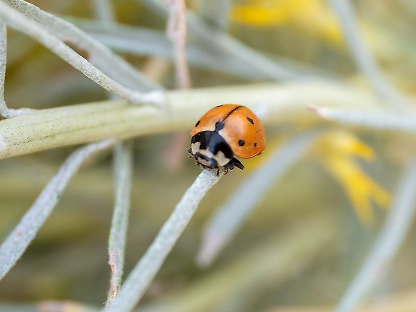 Nine-spotted Lady Beetle Coccinella novemnotata