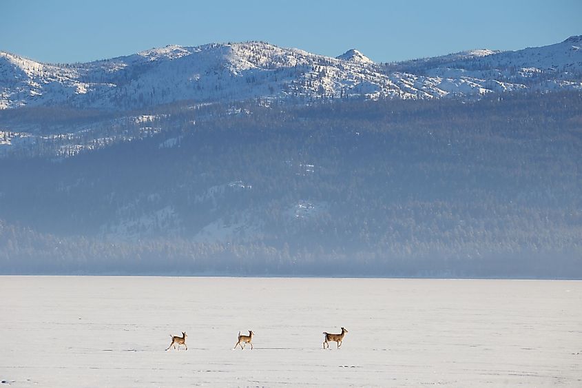 Mule deer crossing frozen Payette Lake, near McCall, Idaho