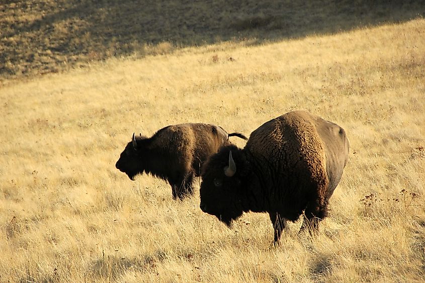 American bison ranging at the National Bison Range in western Montana, established by the petitioning and fundraising of the American Bison Society