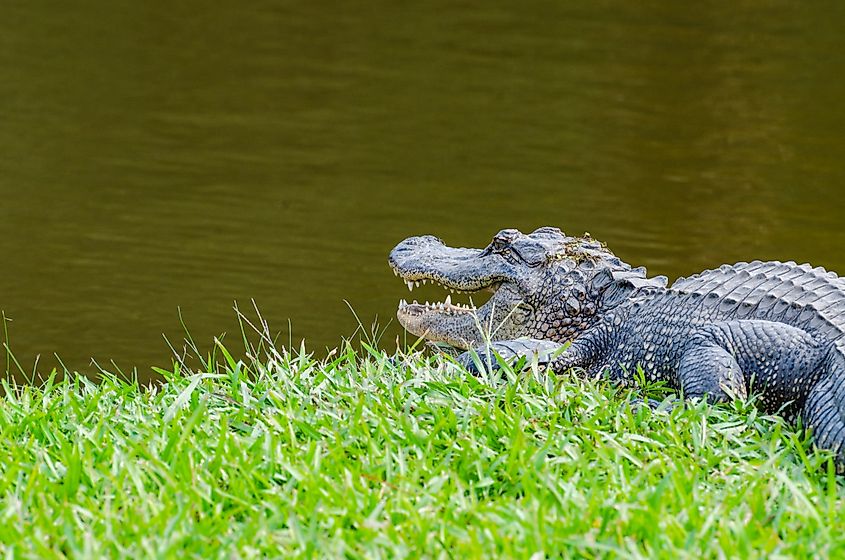American alligator on Avery Island, Louisiana.
