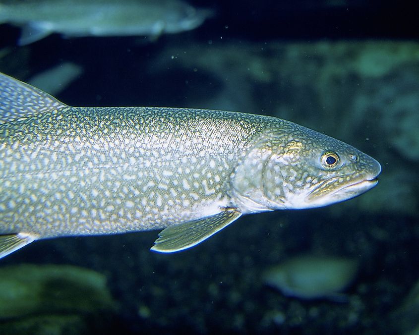 Siscowet Lake trout swimming underwater.