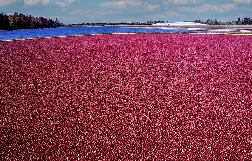 cranberry bog at harvest, Wisconsin