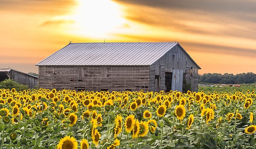 A beautiful scenery of a sunflower field with a farmhouse in the background during sunset in Milford, Delaware, United States