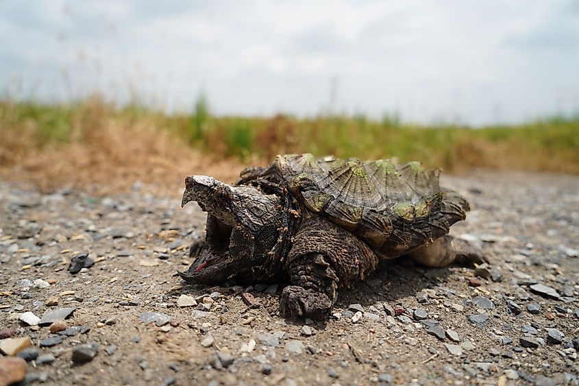 Alligator snapping turtle.