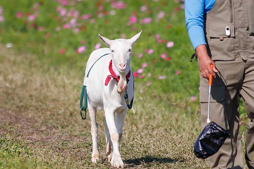 A beautiful white goat on a stroll.