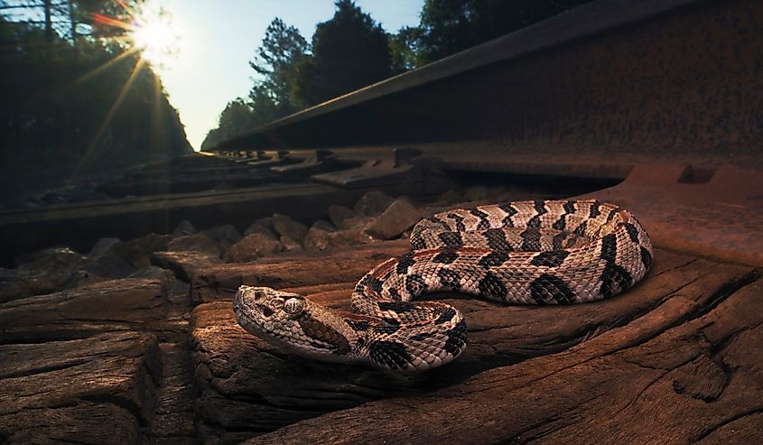 Wild timber rattlesnake (Crotalus horridus)