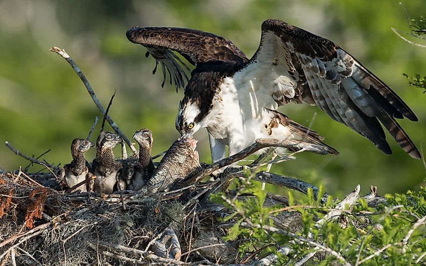 Osprey family at Blue Cypress Lake