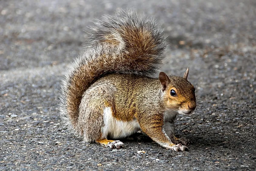 Eastern gray squirrel