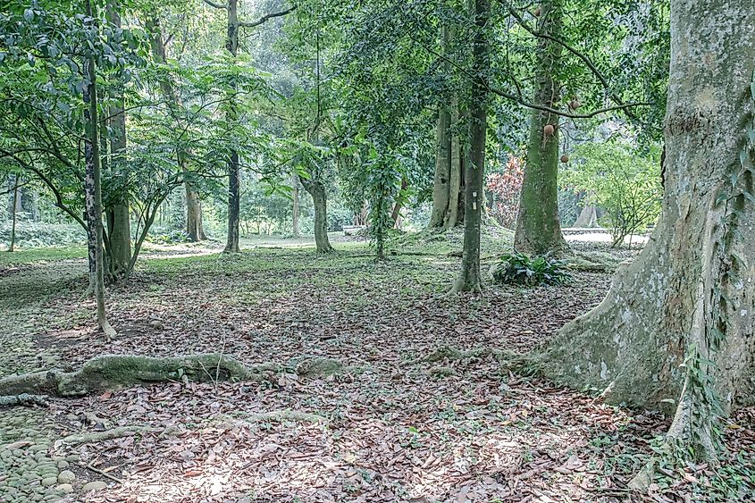 Tree roots and leaf litter cover a shaded forest floor.