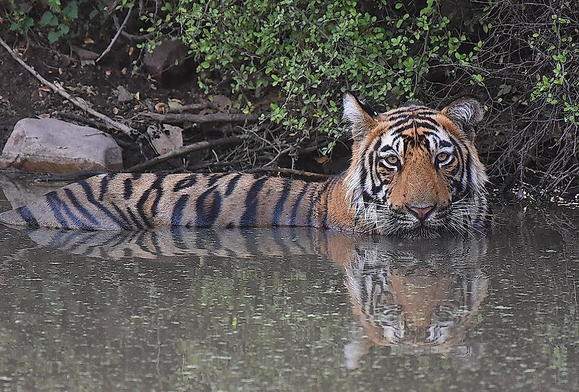 Tiger cooling off in the water