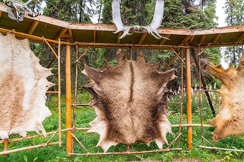 Tanned animal hides stretched on a rack in an Alaskan village for clothing.