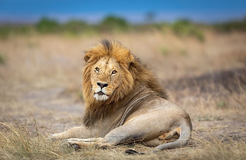 Horizontal portrait of a male lion lying down and looking straight at camera with blue sky in the background in Masai Mara in Kenya