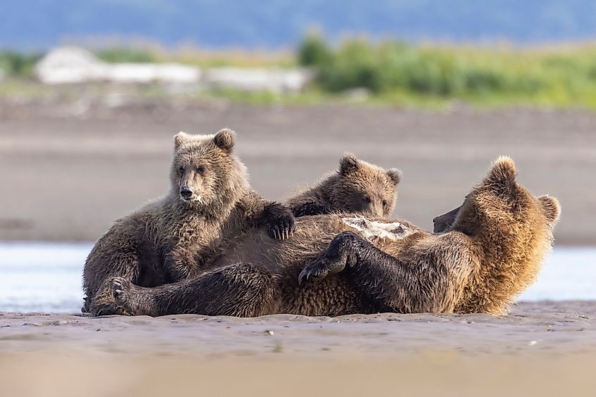 A mother brown bear nurses her cubs in Hallo Bay in Katmai National Park, Alaska.