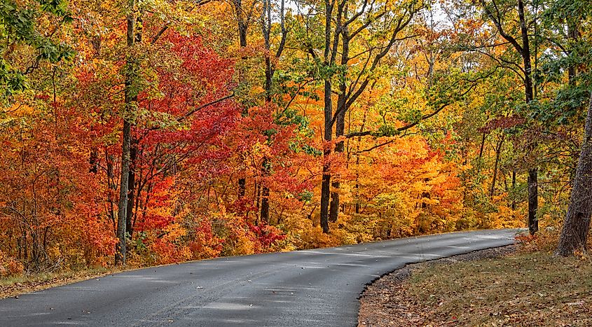 Road through the Desoto State Park in fall.