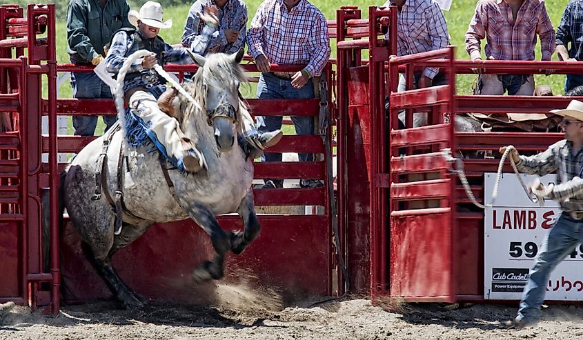 Cowboy Participating at Ellicottville Championship Rodeo Located in the beautiful Enchanted Mountains that surround Ellicottville, New York