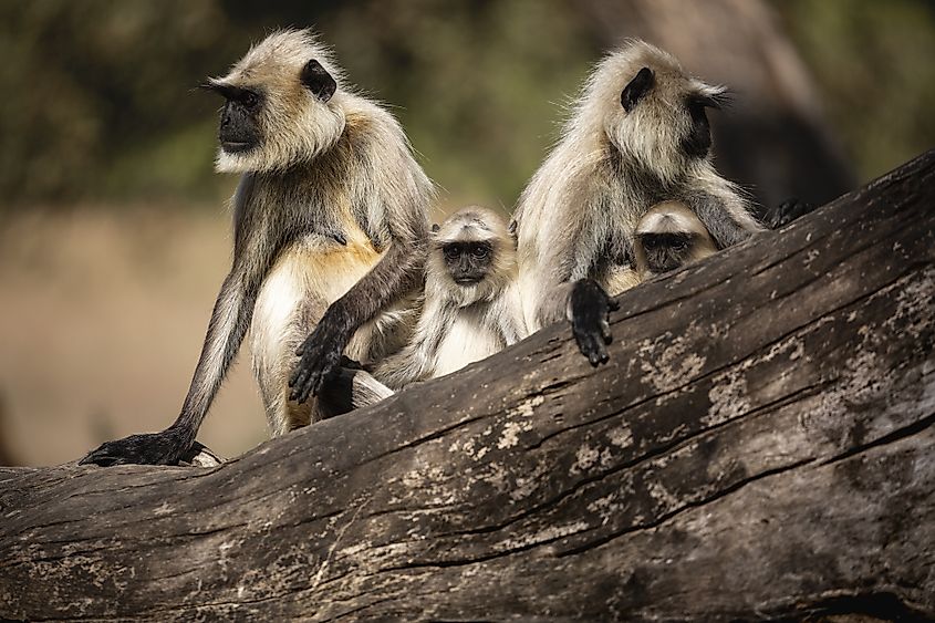 Kanha National Park langurs