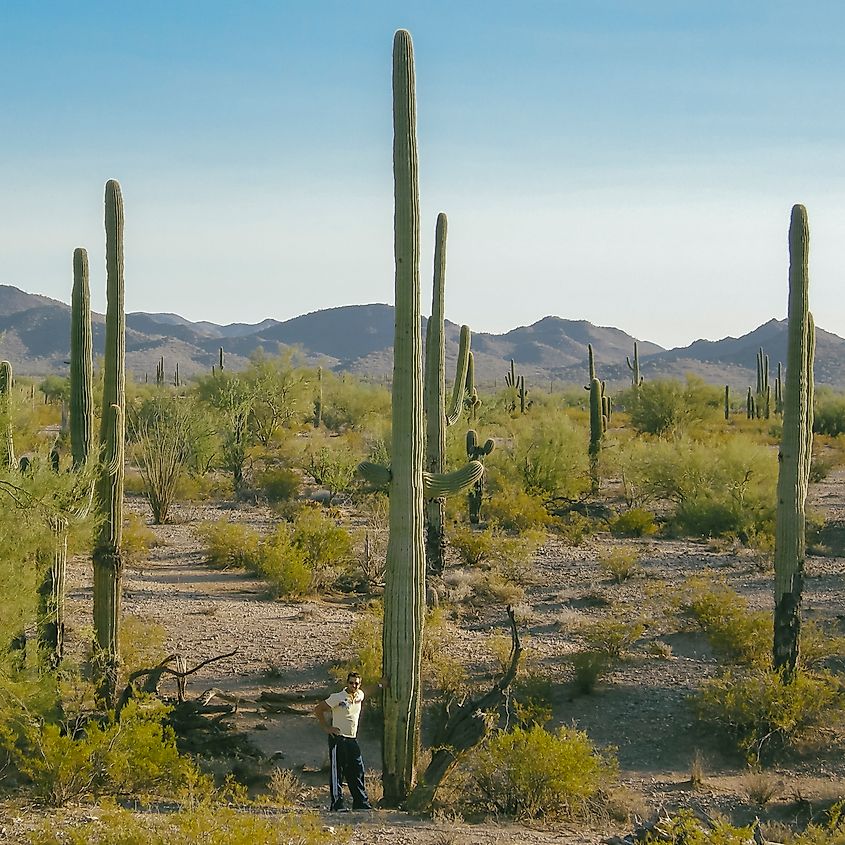 A large cactus (Carnegiea gigantea) at Saguaro National Park. 