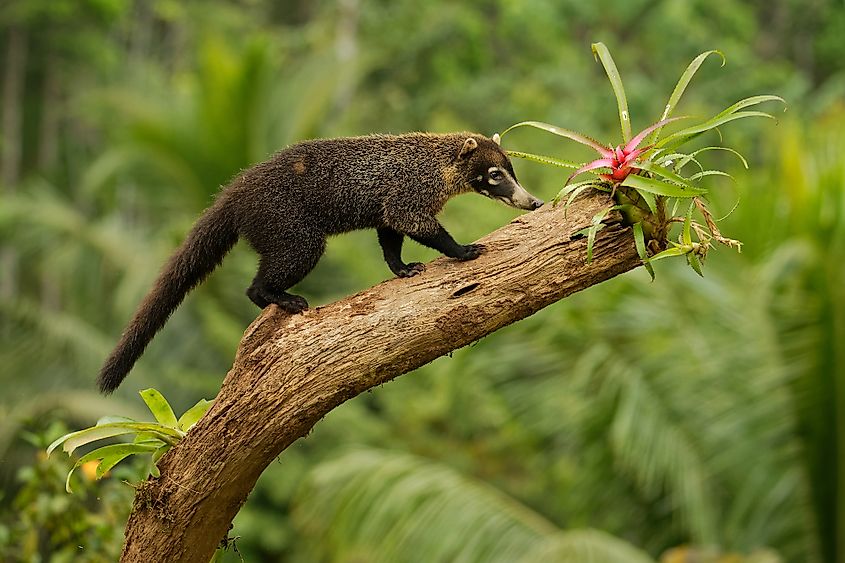 White-nosed coati with a long upright tail