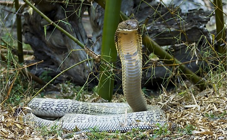 The King Cobra is the world's longest venomous snake.