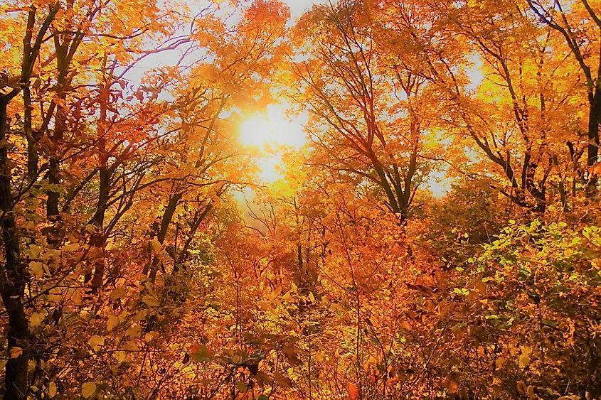 Fall leaves in Weston, Missouri