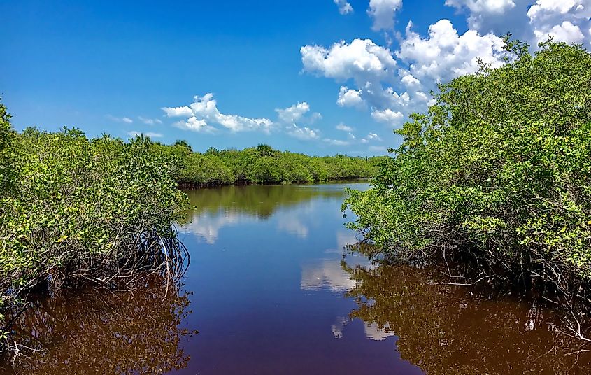 Mangroves on Caladesi Island