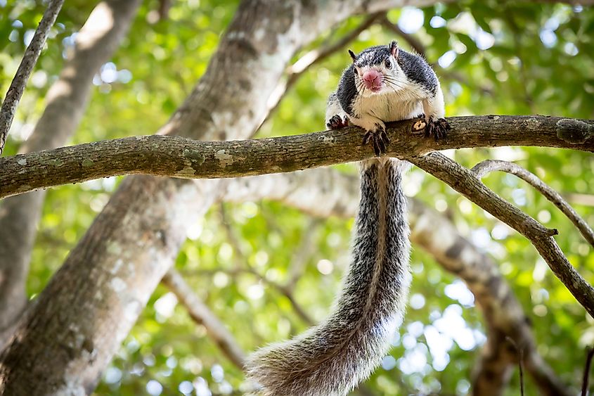 What Animals Live In Sri Lanka? - WorldAtlas What Animals Live In Sri Lanka? - WorldAtlas