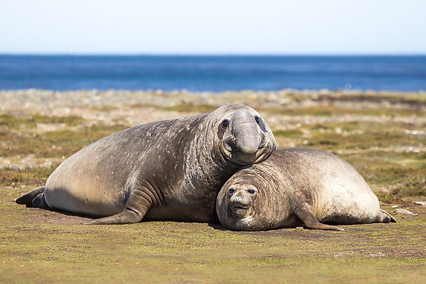 southern elephant seal