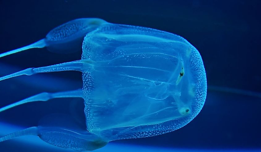 View of boxed jelly fish in aquarium