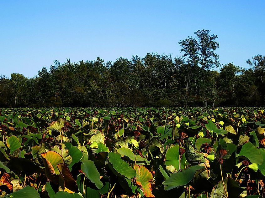 Pymatuning State Park in Pennsylvania.