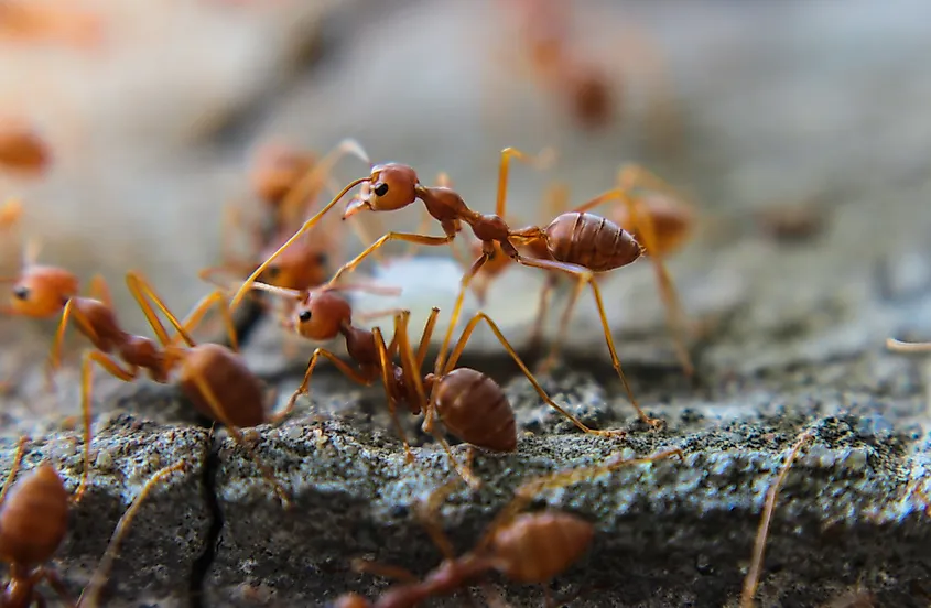 Action of fire ant.