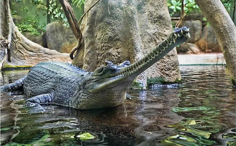 A gharial