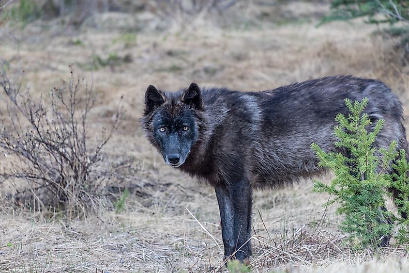 Black wolf in Banff, Canada